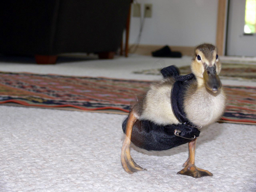 Product of the Day: Duck Diapers