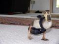 Product of the Day: Duck Diapers