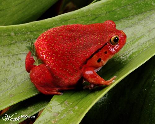 frog frog