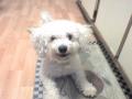 Friday's Pet of the Week!