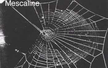 mescaline mescaline