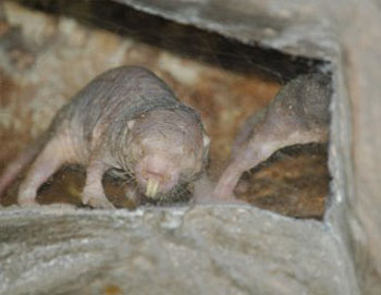 mole2 mole2