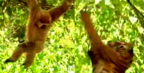 This Monkey Is Just Asking For It