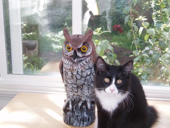 owl_and_Garbo.preview owl_and_Garbo.preview