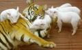 More Interspecies Love