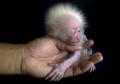 Warning: This Little Guy May Be Hazardous to Your Health