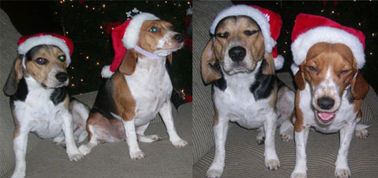 Monday's Pets of the Week!