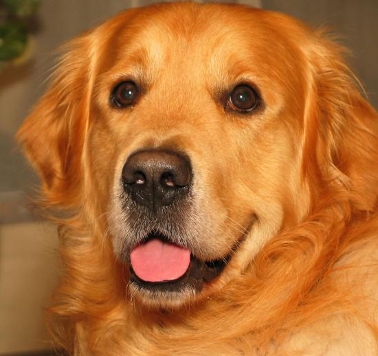 How To Remove Glowing Eyes From Pet Pics