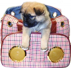 Pet Beat Generation Bag Trumps Non-Pet Bag