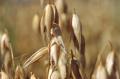Gluten