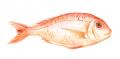 Sunday Dinner: Poached Red Snapper with Orange Sauce