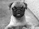 i heart pugs i heart pugs