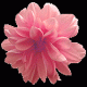 pinkpetal7