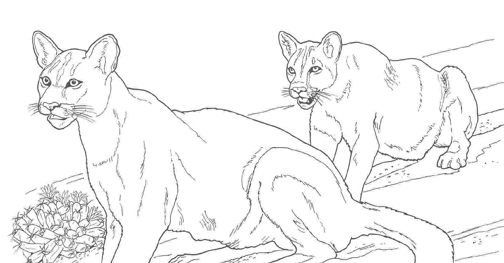 Coloring pages mountain lion